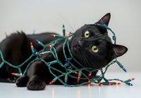 Black cat tangled in colorful string lights, playful holiday pet portrait for seasonal marketing, greeting cards, and festive home decor projects.