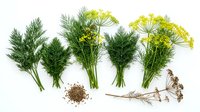 Fresh dill herb bunches with seeds and dried stems arranged on white background for culinary cooking and seasoning kitchen ingredients organic food.