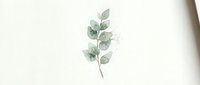 Delicate watercolor eucalyptus branch with soft green leaves on clean white background, botanical illustration for natural decor and design projects.