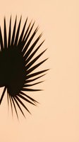 Silhouette of spiky palm leaf on warm beige background, isolated botanical design element suitable for modern home decor, fashion prints, and graphic design projects.