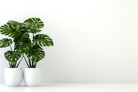 Monstera deliciosa plants in white ceramic pots against minimal white wall background with copy space. Modern minimalist home decor and interior design concept.