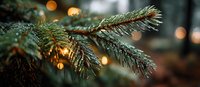Evergreen pine branch with water droplets glistening in soft bokeh lights, creating festive winter atmosphere.