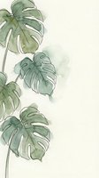Watercolor monstera leaves with soft green tones on neutral background for botanical home decor and tropical interior design projects.