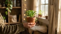 Hands holding small potted green plant in terracotta pot with warm sunlight streaming through window in cozy home interior for gardening and growth.