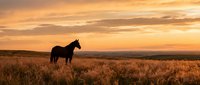 Horse silhouette standing in golden grassland field during dramatic sunset with orange and yellow sky clouds creating peaceful countryside landscape scene.