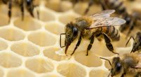 Honeybee worker on hexagonal wax comb cells in beehive. Close-up macro photography of bee colony activity. Natural honey production and beekeeping concept.