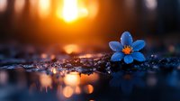Small blue flower on wet surface at sunset with golden bokeh lights reflecting in water drops, creating magical nature macro photography atmosphere.