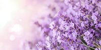 Purple lavender flowers in soft focus with dreamy bokeh background creating peaceful aromatherapy and spa atmosphere for wellness and relaxation concepts.