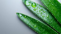 Fresh green leaves with morning dew drops and water droplets on gray background. Natural macro photography showing plant freshness and purity.