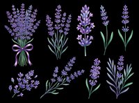 Lavender flowers isolated on transparent background, ready for t-shirt design, clipart, stickers, sublimation and print-on-demand products.
