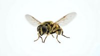 Striped bee with transparent wings isolated on white background, suitable for educational materials, nature designs, and scientific illustrations.