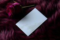 Blank white card and dark red rose on burgundy fur background, creating romantic mood for valentines day messages and love notes.