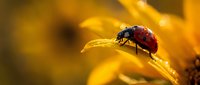 Red ladybug beetle crawling on bright yellow flower petal in warm golden sunlight with soft bokeh background creating peaceful garden scene.