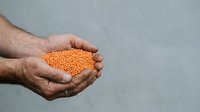 Farmer's hands holding golden lentils or dried legumes against neutral background, representing agriculture, harvest, food production, and sustainable farming practices.