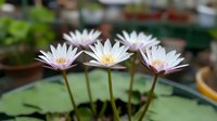 Blooming white water lilies with pink tinge floating above green lily pads in garden pond, showing delicate petals and yellow centers in natural lighting.