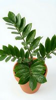 ZZ plant in terracotta pot with glossy green leaves isolated on white background for home decor and gardening projects.