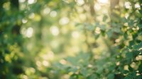Soft blurred green foliage background with warm sunlight filtering through leaves creating natural bokeh effect for spring and summer designs.