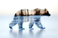 Double exposure silhouette of polar bear filled with winter forest and frozen lake landscape, artistic nature photography concept for conservation.