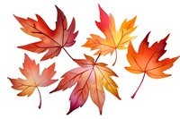 Beautiful autumn maple leaves in warm gradient colors from red to orange, perfect for seasonal designs and fall themed projects. Isolated elements on white background.