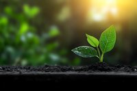 Young green plant seedling growing in fertile soil with water drops and sunlight, symbolizing growth, new beginnings, and environmental sustainability.