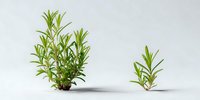 Fresh rosemary herb plants of different sizes on white background, aromatic culinary herbs for cooking and garnishing dishes.