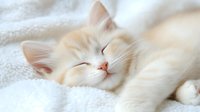 Sleeping cream-colored kitten with peaceful expression curled up on soft white blanket, showcasing tender moment of feline relaxation and comfort for pet care content.