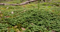 Lush green moss carpet covering forest floor with fallen branches and grass creating natural woodland texture for environmental and nature projects.