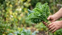 Farmer holding fresh curly kale leaf in garden, harvesting organic vegetables for cooking and healthy eating, agricultural produce.