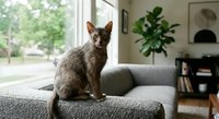 Lykoi werewolf cat sitting on a gray sofa in a modern living room, looking at camera with curious expression, natural light.