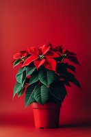 Vibrant red poinsettia plant in matching pot against deep red background, dramatic lighting creates moody atmosphere for seasonal holiday decorating.