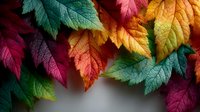Vibrant autumn leaves in rich colors creating natural frame border on white background for seasonal design projects and fall decorations.