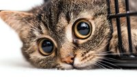 Close up portrait of tabby cat with bright yellow eyes peering through cage bars, showing curious and innocent expression against white background.
