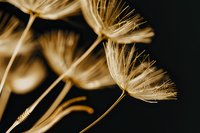 Delicate dandelion seeds in golden sepia tones against dark background create dramatic macro photography composition showing nature's intricate details and patterns.