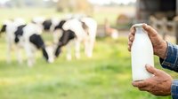 Farmer holding fresh milk bottle with dairy cows grazing in pasture background, agricultural production and organic farming concept for dairy industry.