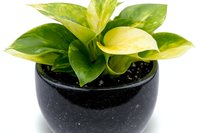 Vibrant green and yellow variegated houseplant with glossy leaves growing in modern black ceramic pot against white background, isolated for easy design use.