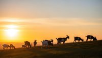 Silhouettes of goats grazing on hillside during golden hour sunset with warm orange sky and dramatic lighting for pastoral and agricultural themes.