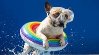 Small tan and white dog wearing rainbow floatie ring splashing in blue water, summer fun and pet safety concept.