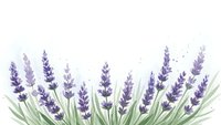 Watercolor lavender flowers with green leaves on white background for aromatherapy and botanical design projects.