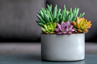Colorful succulent plants in concrete pot against dark background, selective focus. Modern minimal home decor and gardening concept.