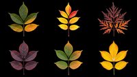 Six autumn leaves in various colors isolated on transparent background, perfect for fall clipart, t-shirt design, stickers, sublimation, and print on demand projects.