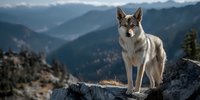Gray wolf standing on rocky outcrop overlooking misty mountain landscape, alert posture with ears perked up against dramatic wilderness backdrop.