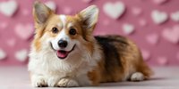 Happy Welsh Corgi dog lying on floor against pink background with heart shapes, perfect for Valentine's Day, pet love, or animal care themes.