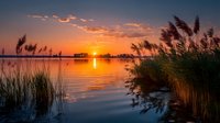 Tranquil lake sunset with golden sky reflection on calm water surface, tall reeds and grass in foreground creating peaceful natural landscape scene.
