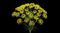 Fennel plant with delicate yellow umbrella-shaped flower clusters isolated on transparent background. Ready for botanical illustrations, educational materials, gardening designs, t-shirt prints, clipart collections, and print-on-demand products.