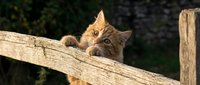 Curious ginger kitten peeking over wooden log with alert expression, suitable for pet care, animal behavior, and feline-themed content.