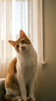Orange and white domestic cat sitting upright near a sunlit window with sheer curtains, gazing curiously indoors.
