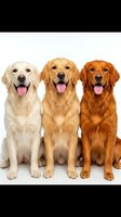Three golden retriever dogs sitting together with tongues out on white background, showcasing different coat colors from light to dark golden shades.