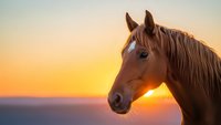 Majestic brown horse portrait silhouetted against golden sunset sky with warm orange and yellow hues creating peaceful equestrian scene for nature photography.