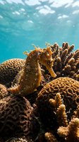 Seahorse swimming among vibrant coral reef formations in crystal clear tropical ocean waters with sunlight filtering through surface.