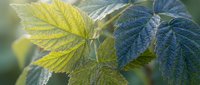 Fresh green and blue-toned raspberry leaves with textured veins, glowing in soft natural light against a blurred garden background.